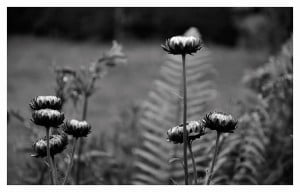 fotografia flores del campo david moreno