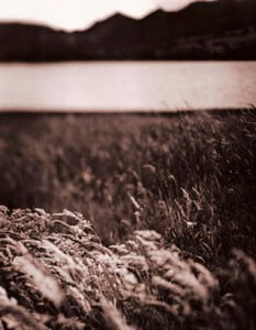 fotografia analoga de espigas