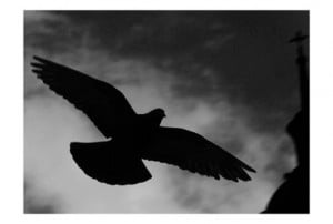 imagen paloma fotografia