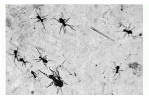 Fotografía de arañas