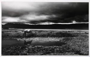 El caballo y su paisaje