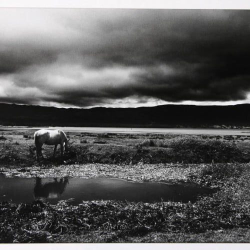 El caballo y su paisaje