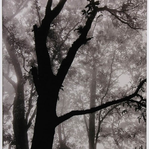 Arbol fotografia analoga