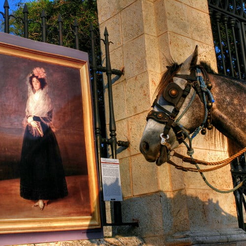 caballo en la habana cuba