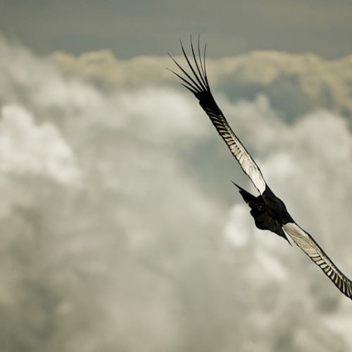 Vuelo condor de los andes