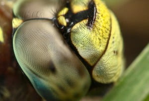 Macro fotografia naturalistica