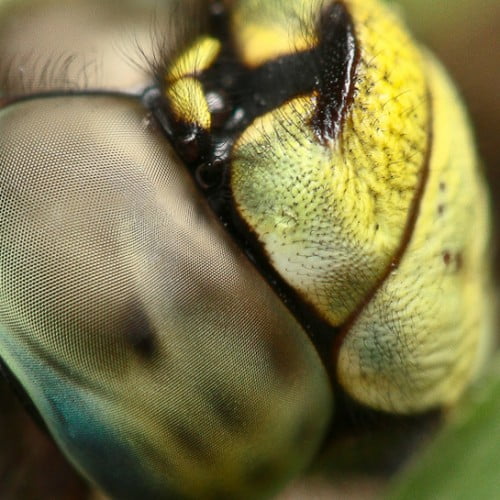 Macro fotografia naturalistica