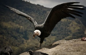 Condor de los andes colombia
