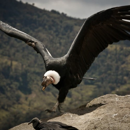 Condor de los andes colombia