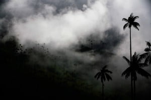 Valle de Cocora fotografia nocturna