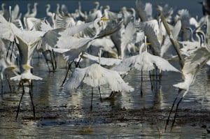 fotografia garzas en la cienaga