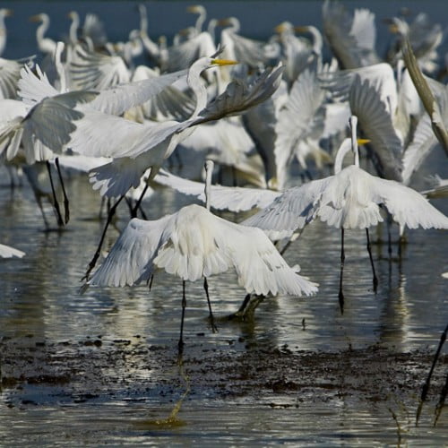 fotografia garzas en la cienaga