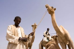 Camellos de africa