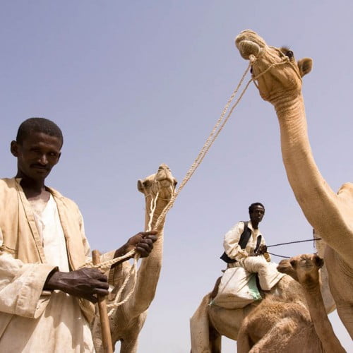 Camellos de africa