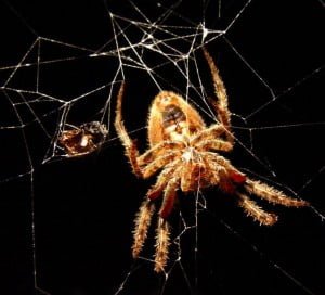 Tarantula_Julio-Hernandez