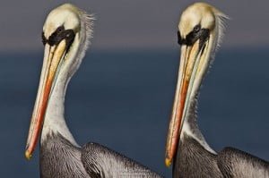 pelicanos_fotografia_peru