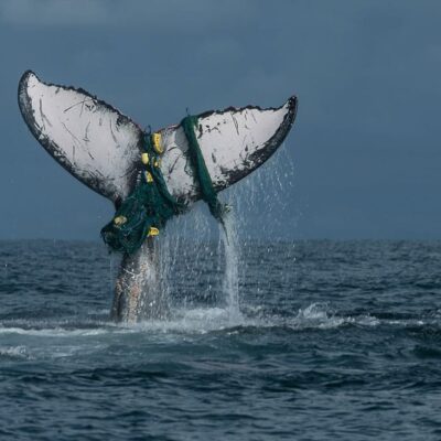 Ballena-enredada_PMS3517-1