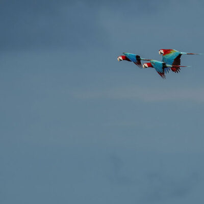 PMSG_Ara-chloropterus