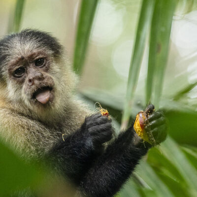 PMSG_Cebus-capuchunus