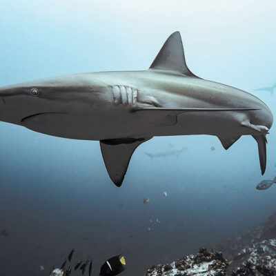 PMSG_Tiburon-Galpagos